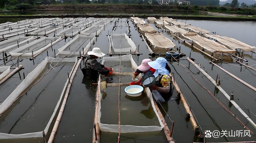 青虾养殖技术视频有哪些关键点？-图1