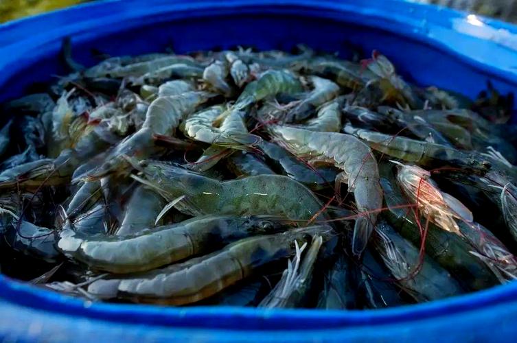 青虾养殖技术视频有哪些关键点？-图2