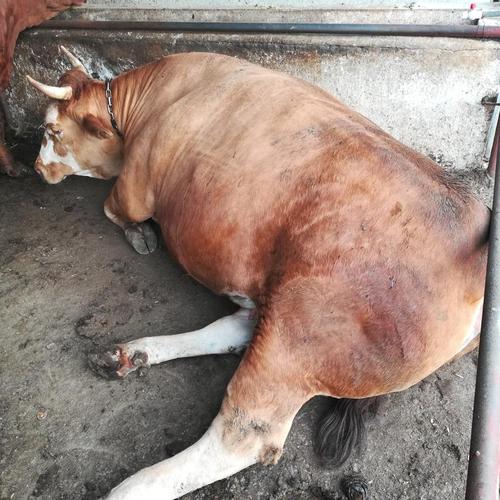 山东养牛选什么品种好？-图2