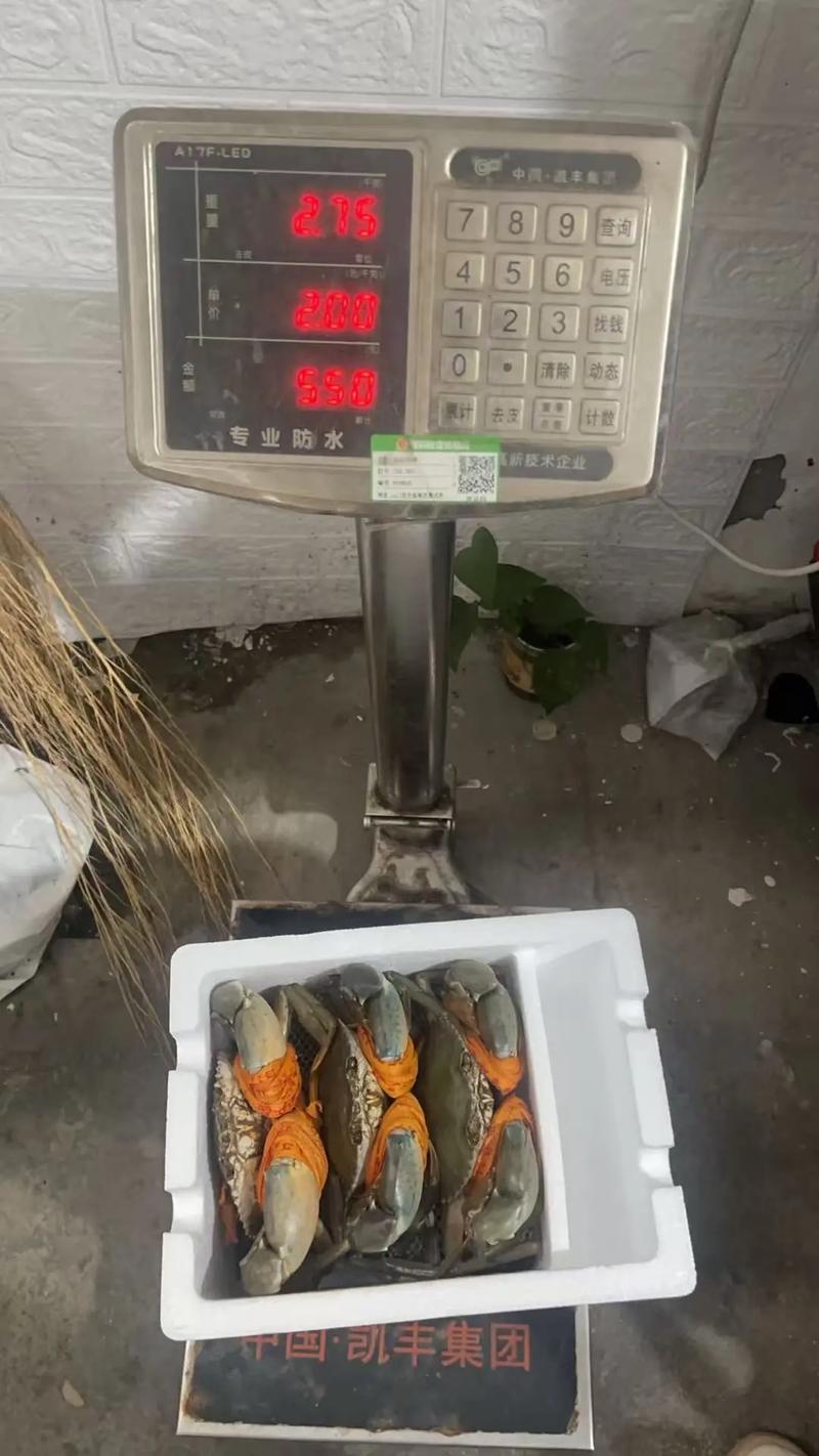 2025北海青蟹价格会涨还是跌？-图3