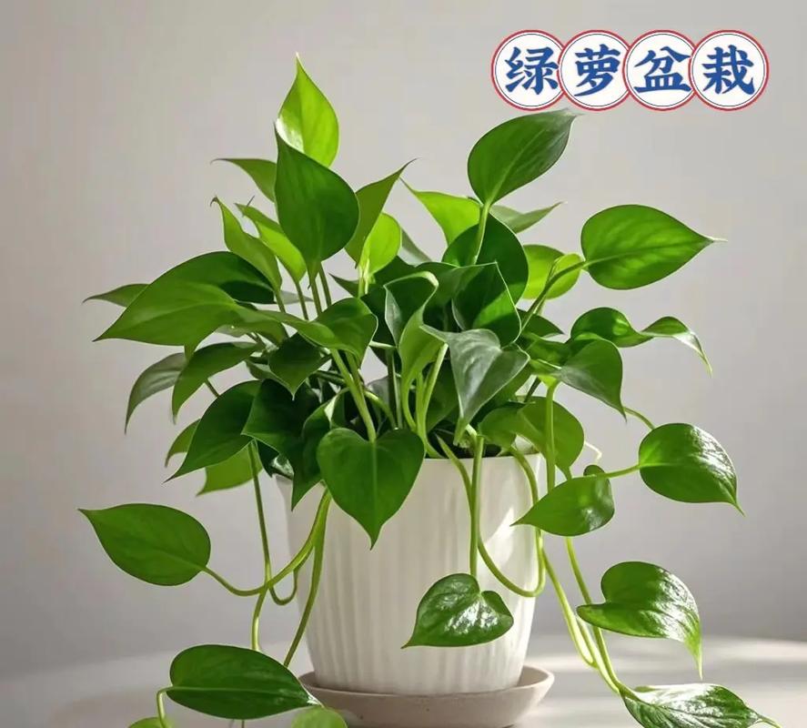 吊兰真的都无毒吗？-图2