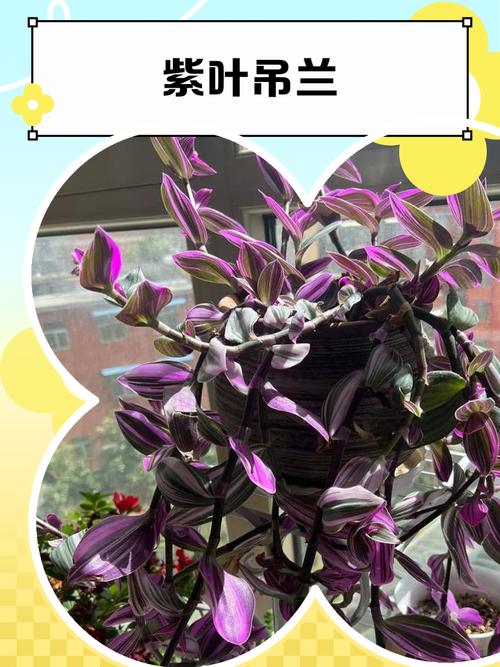 吊兰真的都无毒吗？-图3