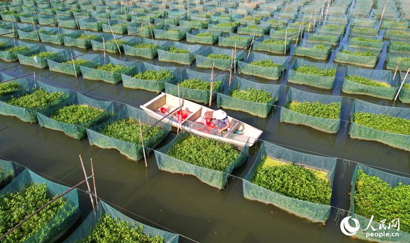 最新鳝鱼养殖技术视频怎么学？-图2