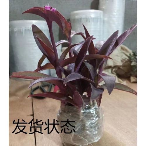 紫罗兰盆栽品种多，哪种最适合新手？-图2