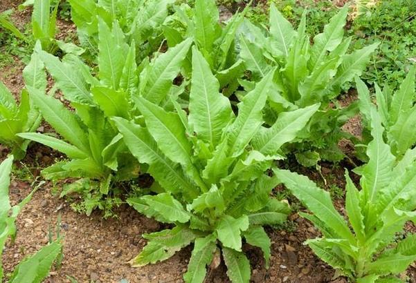 越冬莴苣怎么种才能安全过冬？-图2