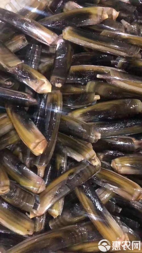 合肥周堆蛏子价格现在多少？-图1