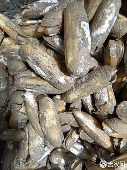 合肥周堆蛏子价格现在多少？-图2