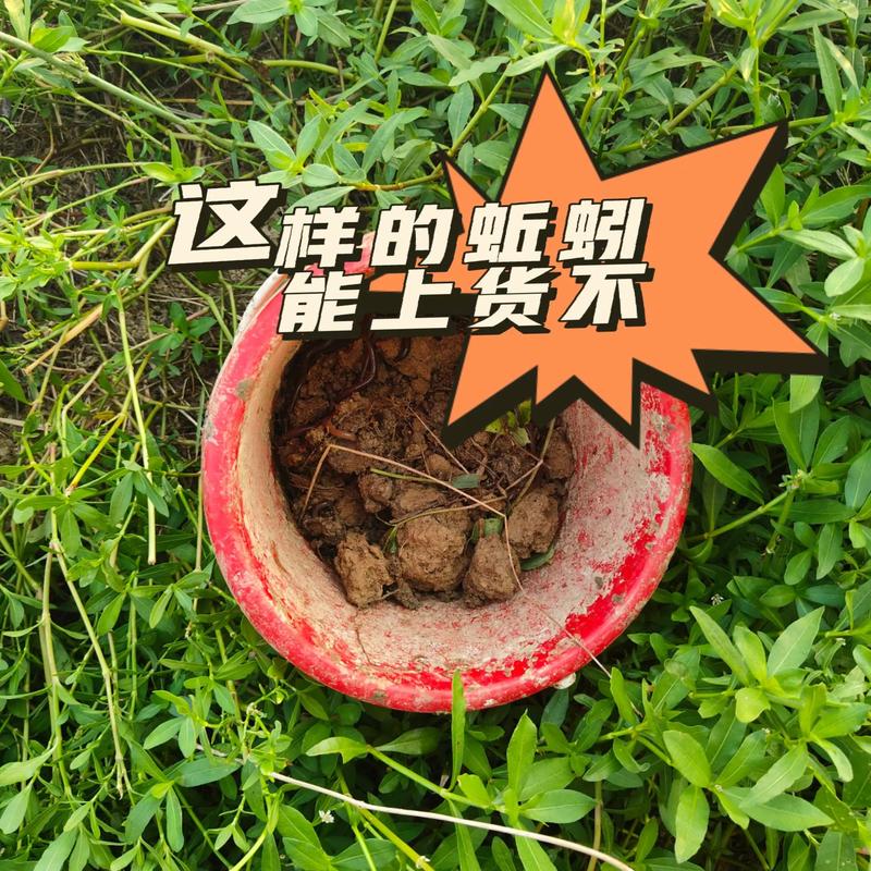 南方蚯蚓养殖技术视频，如何快速掌握核心要点？-图1