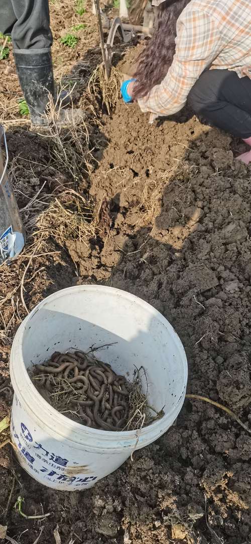 南方蚯蚓养殖技术视频，如何快速掌握核心要点？-图2