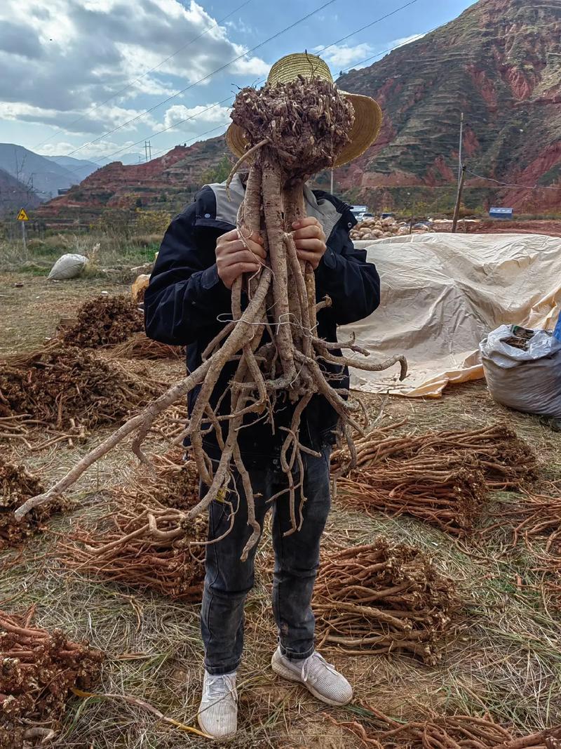 黄芪高产种植技术视频-图1