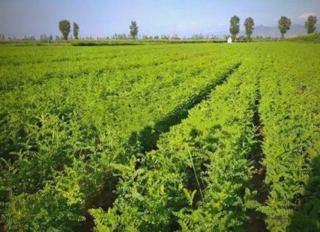 黄芪高产种植技术视频-图2