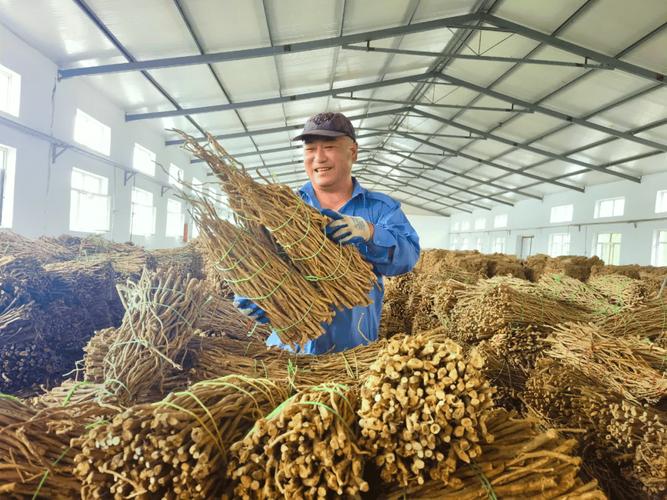 黄芪高产种植技术视频-图3