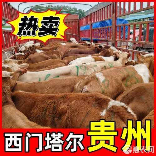 西门塔尔牛价格多少钱一头？-图2