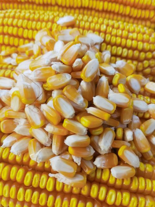 夏种高产玉米品种有哪些？-图1