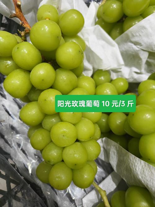 哪些葡萄品种耐阴，适合光照不足处种植？-图1