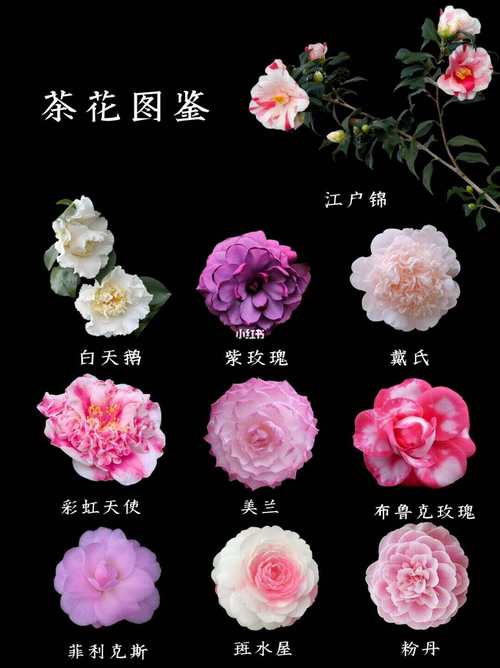 茶花珍贵品种有哪些？-图3
