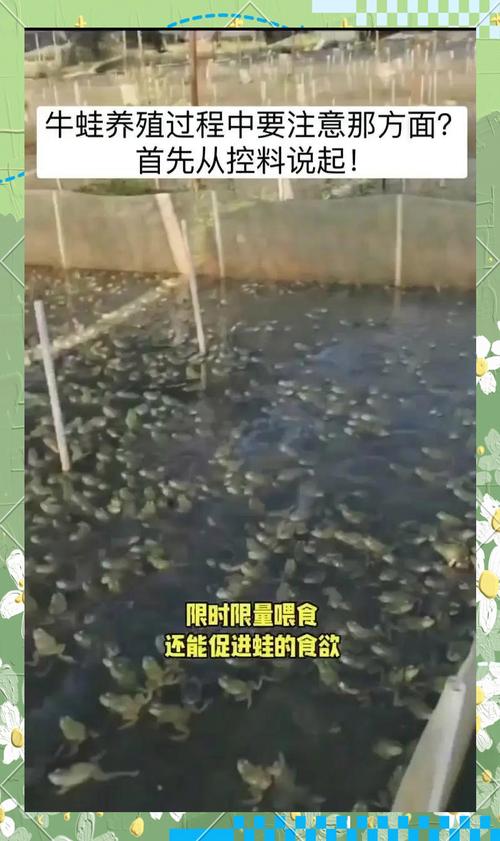 泥鳅青蛙混养技术视频有哪些要点？-图3