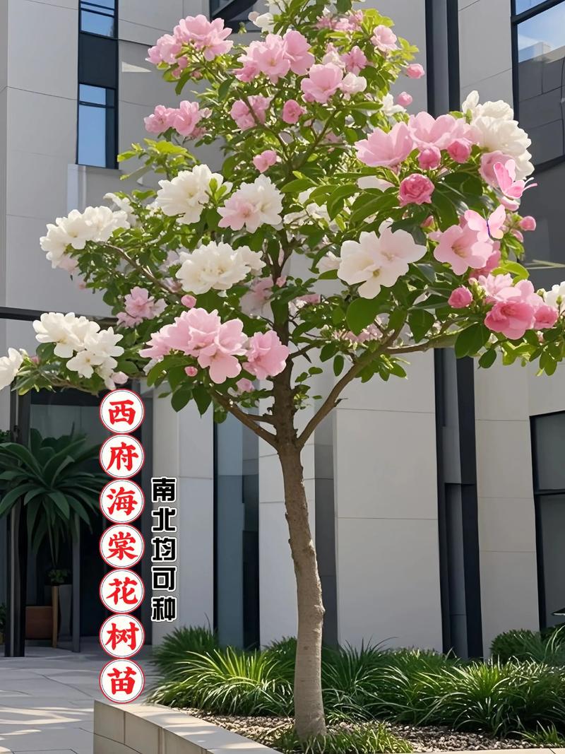 西府海棠哪个品种最好？-图3