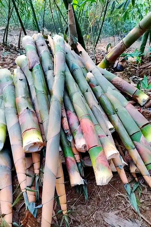 平原竹笋高产种植有何秘诀？-图1