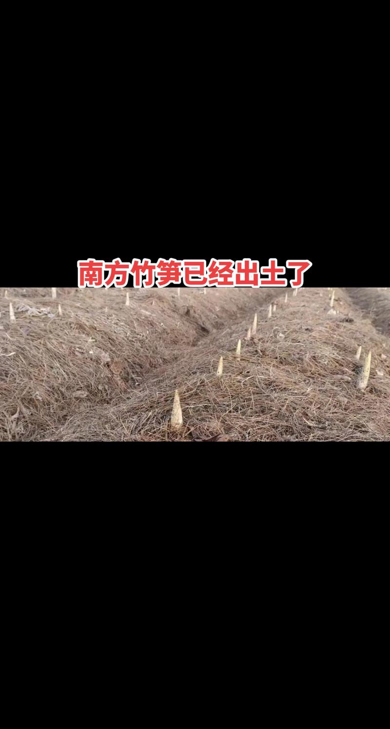 平原竹笋高产种植有何秘诀？-图2