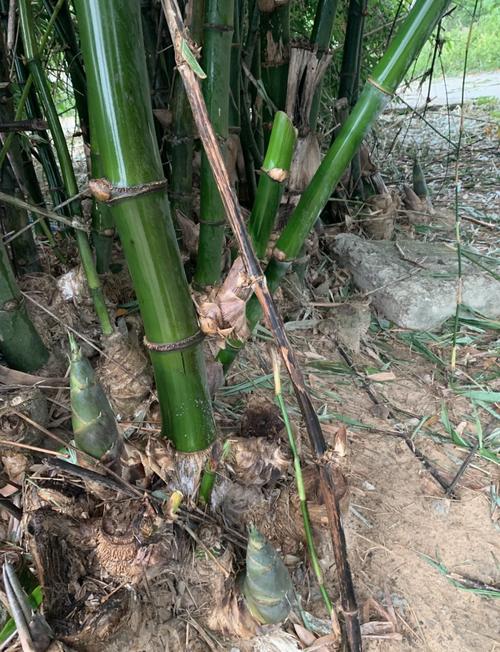 平原竹笋高产种植有何秘诀？-图3