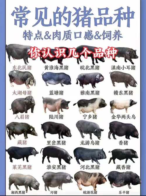 哪些猪种适合放养？-图2