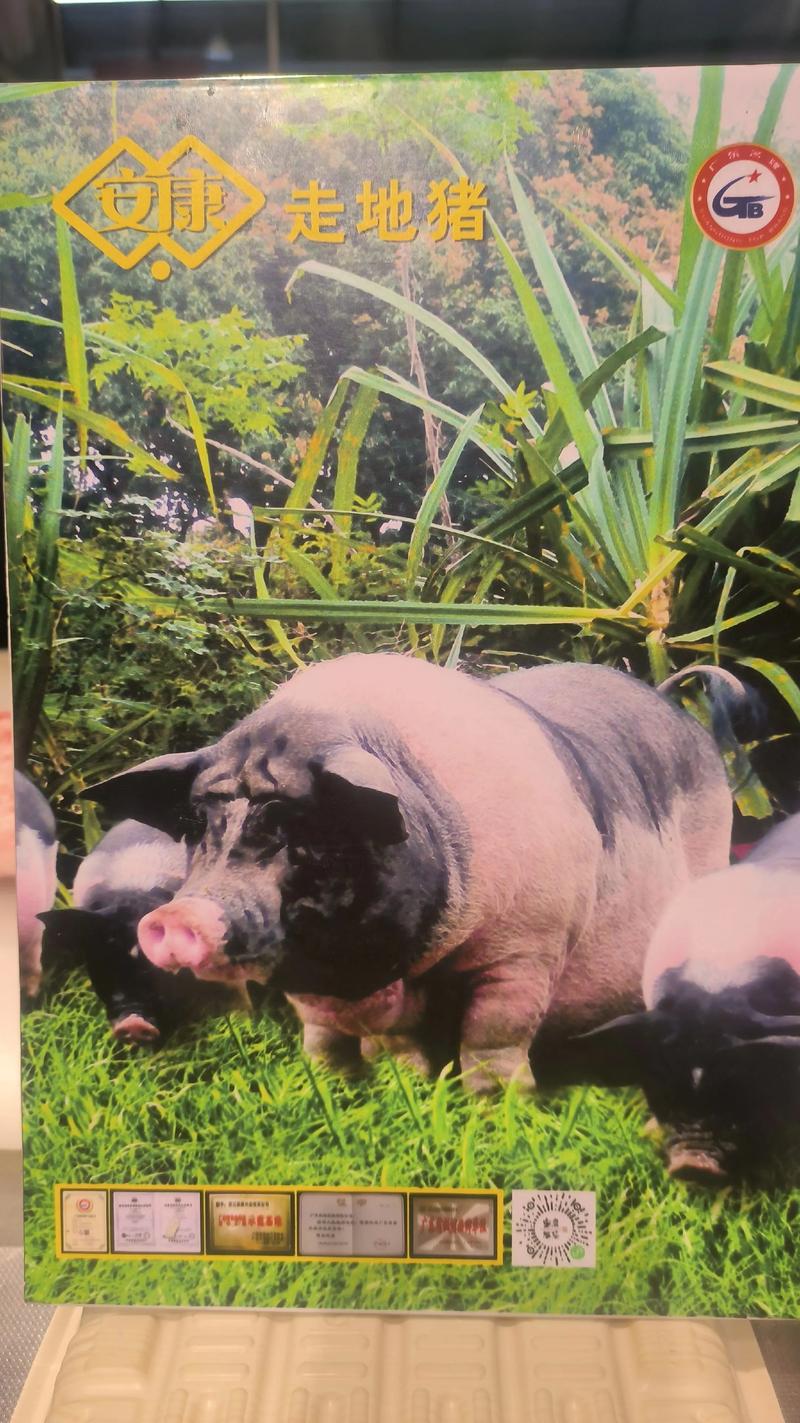 哪些猪种适合放养？-图1