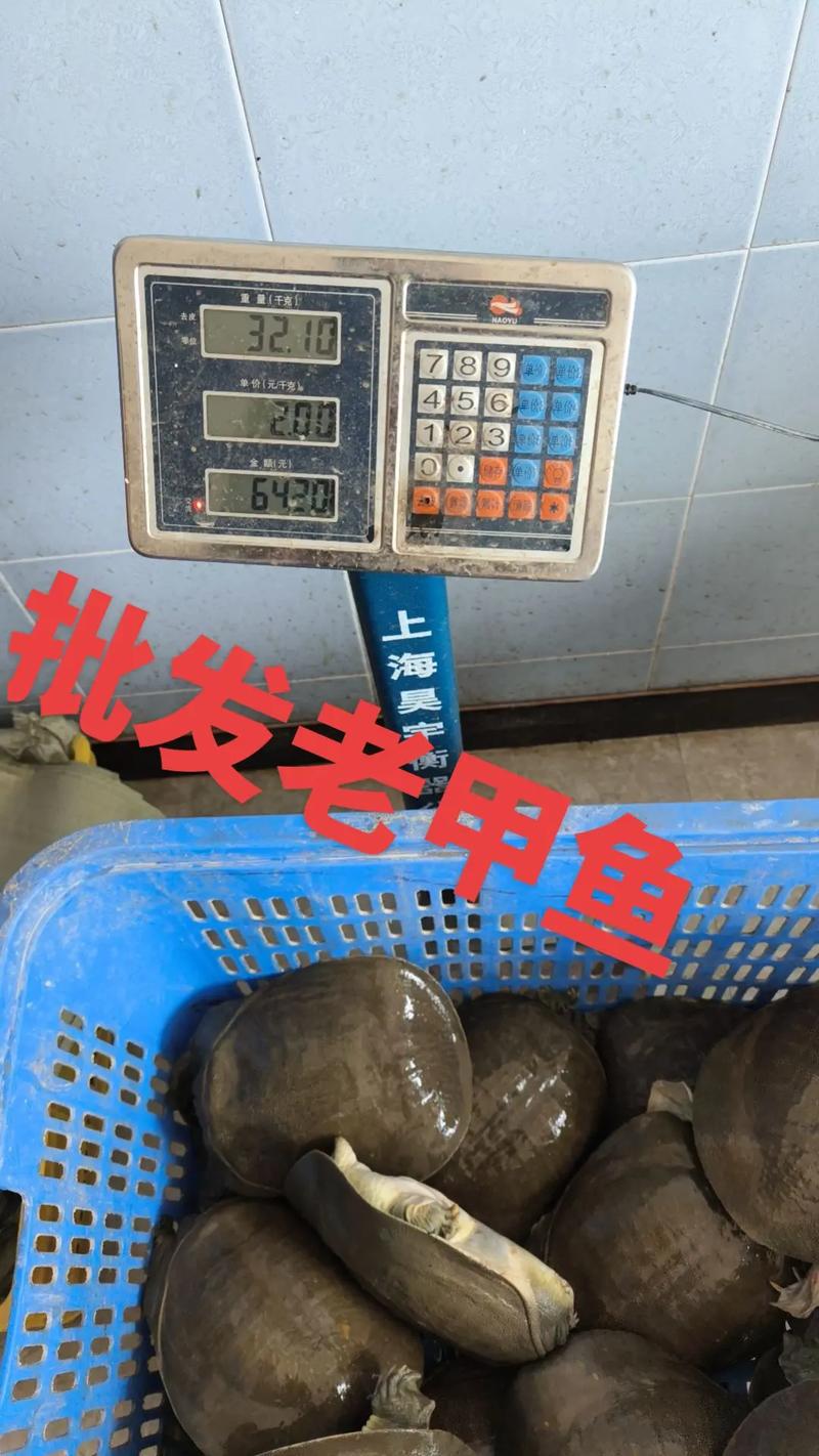 2025甲鱼官网价格会涨吗？-图2