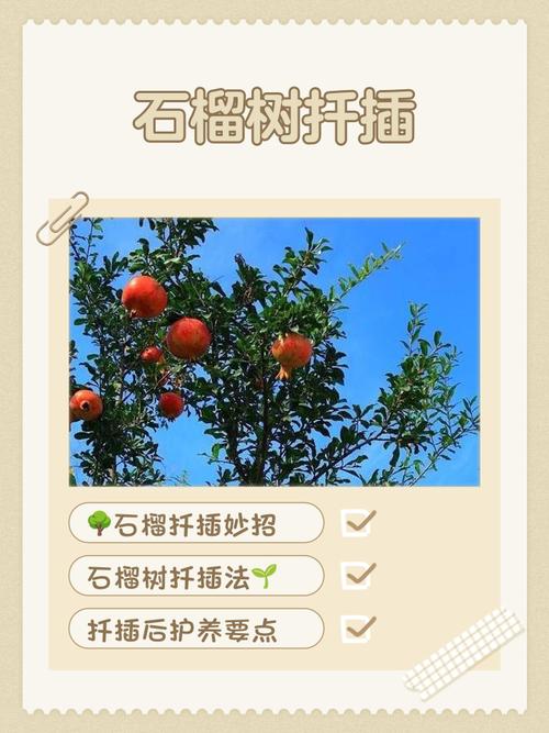 石榴冬季扦插繁殖技术可行吗？-图1