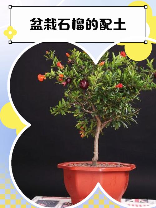 石榴冬季扦插繁殖技术可行吗？-图2