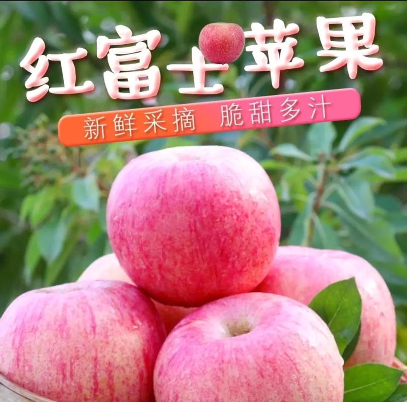 富士苹果哪里的品种最好？-图1