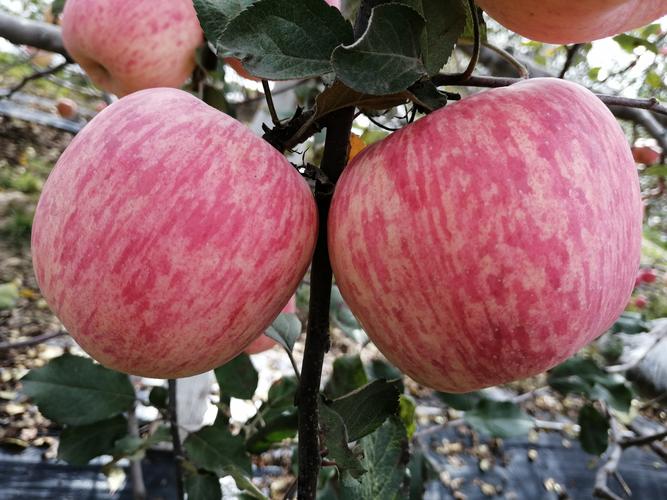 富士苹果哪里的品种最好？-图2