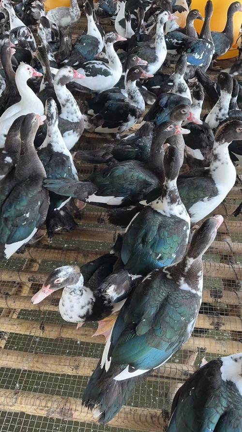 黑鸭子有哪些黑色品种？-图3