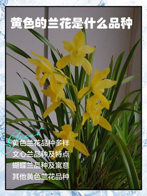 名贵兰花品种有哪些？-图2