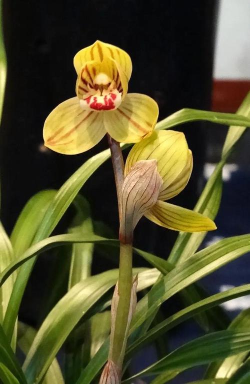 名贵兰花品种有哪些？-图3