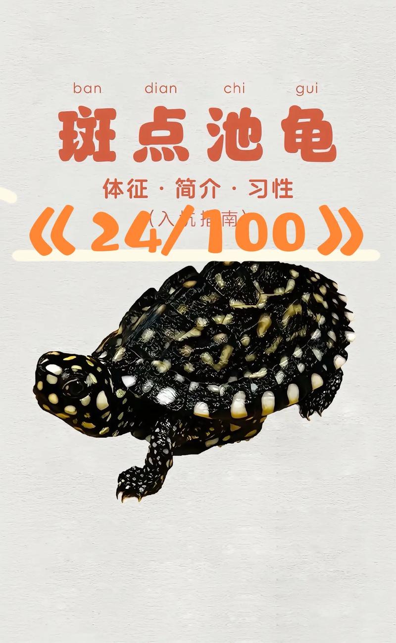 2025斑点池龟价格会是多少？-图1