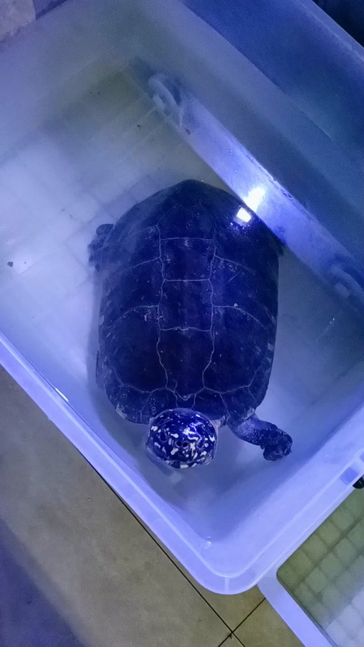 2025斑点池龟价格会是多少？-图2