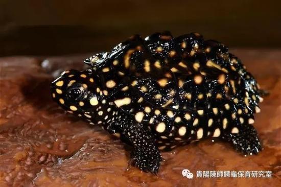 2025斑点池龟价格会是多少？-图3