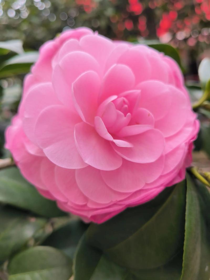 粉色茶花品是什么品种-图1