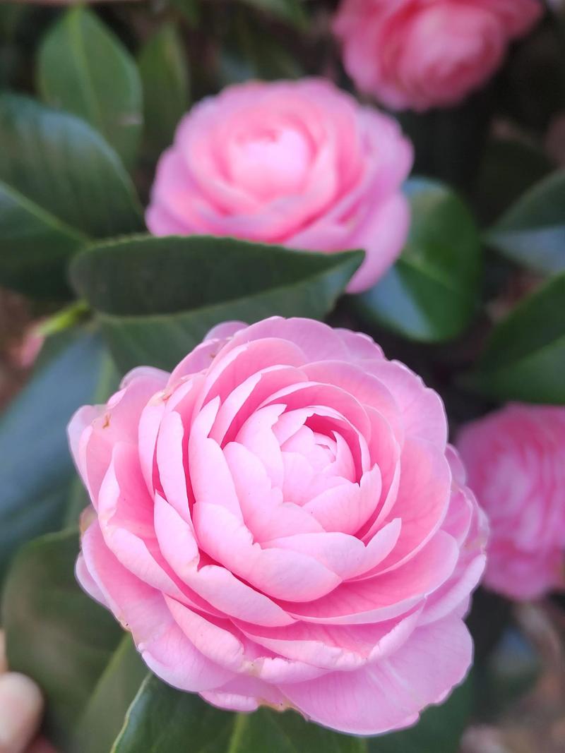 粉色茶花品是什么品种-图2