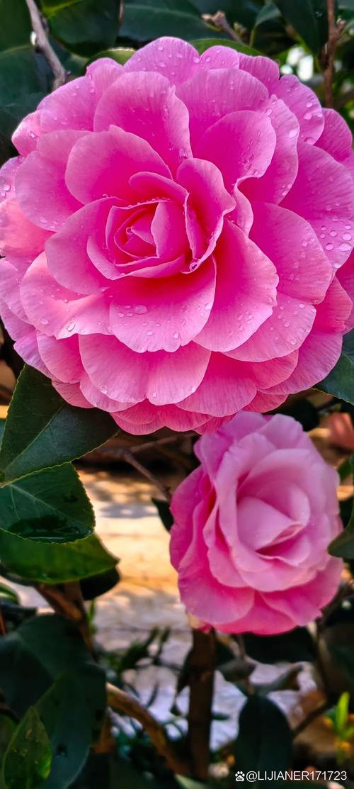 粉色茶花品是什么品种-图3