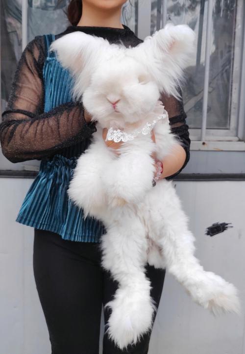 养大型兔子品种及图片-图1