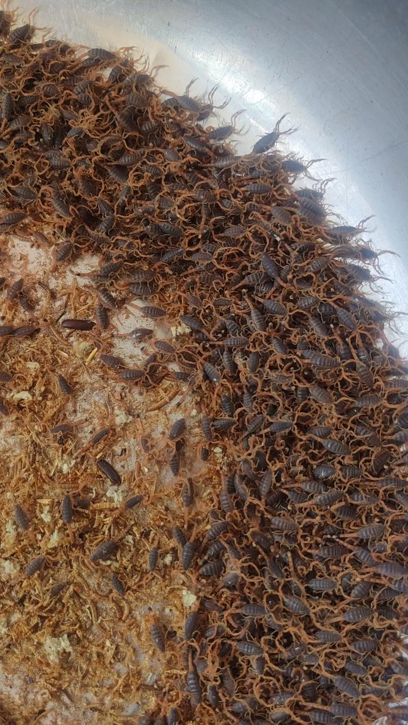 央视蝎子养殖技术视频，新手能学会吗？-图1