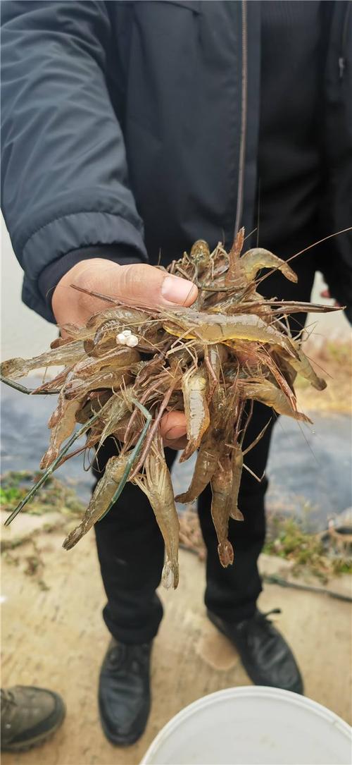 青虾高产优质养殖技术-图1