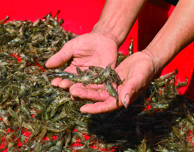 青虾高产优质养殖技术-图2