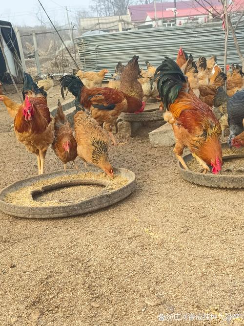 北方养殖市场哪些品种更具潜力？-图1