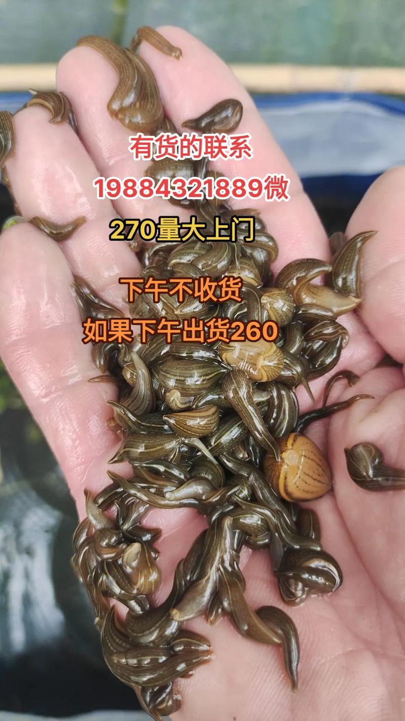 蚂蝗2025年的价格-图3