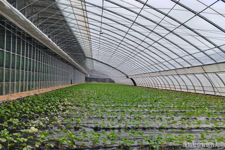 大棚立式种植草莓技术有哪些要点？-图1