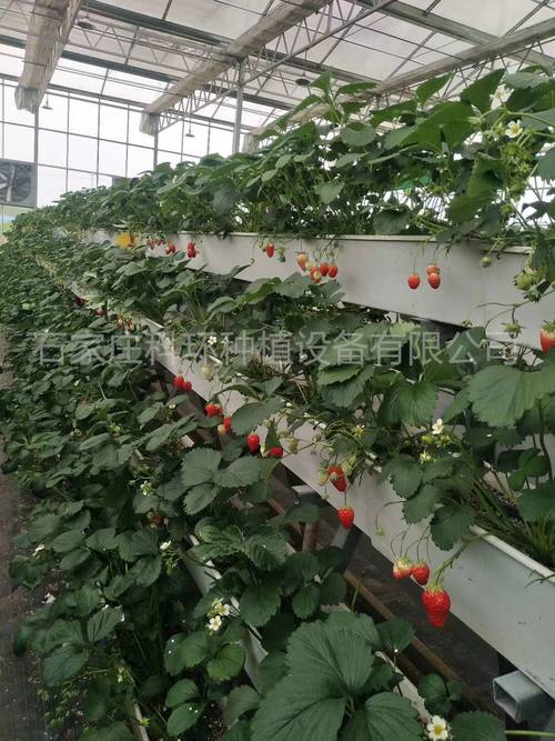 大棚立式种植草莓技术有哪些要点？-图2