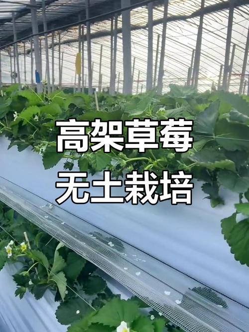 大棚立式种植草莓技术有哪些要点？-图3